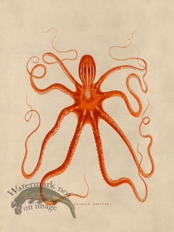 Octopus Orange 18